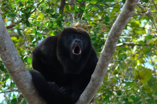 Private Tour of the Howling Monkey in Cerro Blanco Guayaquil - Good To Know
