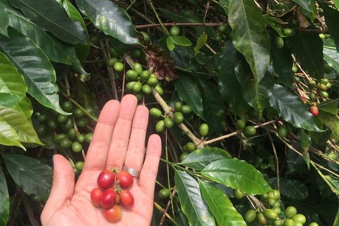 Private Tour to the Coffee Plantation - Coloma - Good To Know
