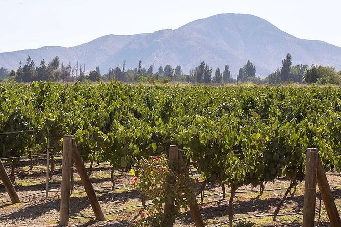 Private Tour to Undurraga Vineyard From Santiago - Good To Know