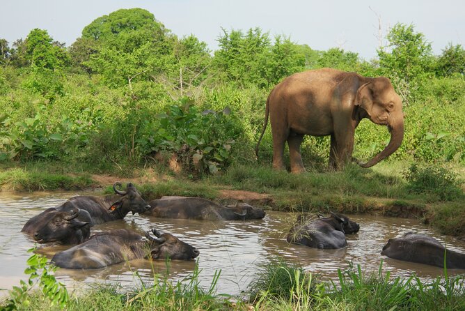 Private Tour Udawalawe National Park Full Day From Colombo - Good To Know