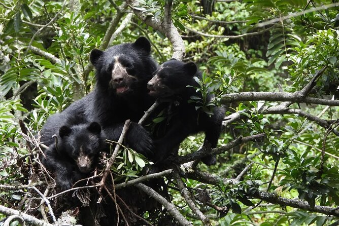 Private Tour Watching the Spectacled Bear - Good To Know