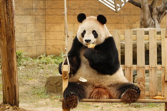 Private Transfer Between Hangzhou Safari Park and City Hotels - Good To Know