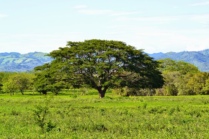 Private Transfer From Dreams Las Mareas to Liberia Airport - Good To Know