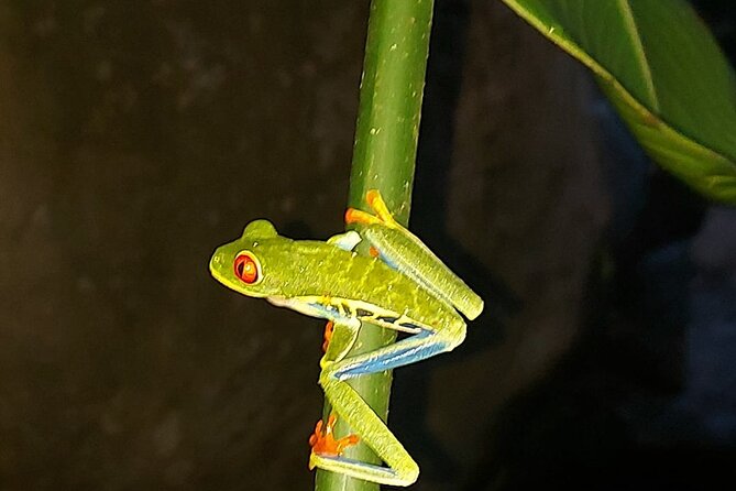 Private Twilight Tortilla Class and Frogs Watching Experience - Good To Know
