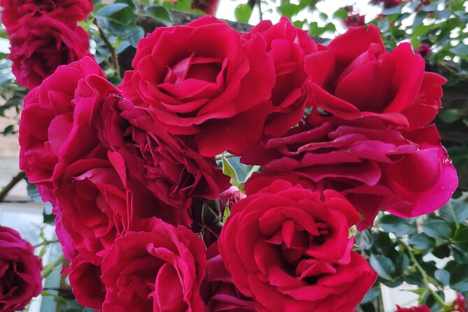 Private Virtual Tour of the Bulgarian Roses and Rose Oil - Tour Details