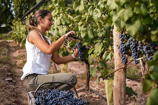 Private Wine Tasting and Vineyards - Good To Know