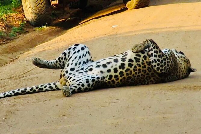 Private Yala National Park Leopard Safari From Galle - Good To Know