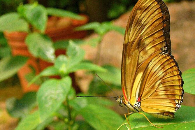 Puerto Iguazú: Iguazú Biocenter Tour - Good To Know