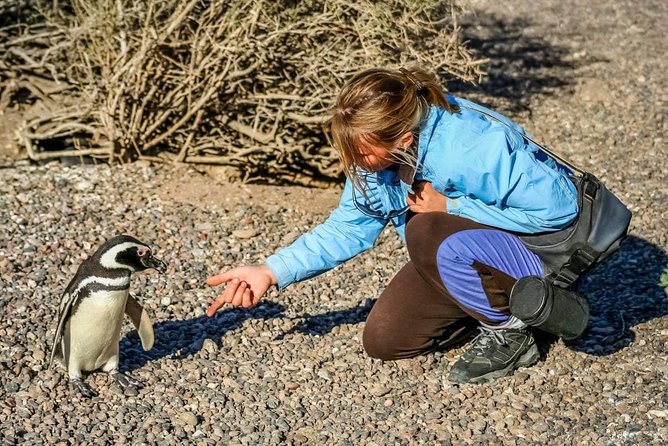 PUERTO Madryn: Punta Tombo and Walk Into the Largest Penguin Colony in South America - Good To Know