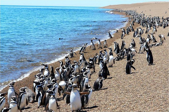 Puerto Madryn: Punta Tombo Full-Day Tour - Good To Know