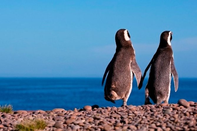 Punta Tombo and Its Penguins - Puerto Madryn - Good To Know