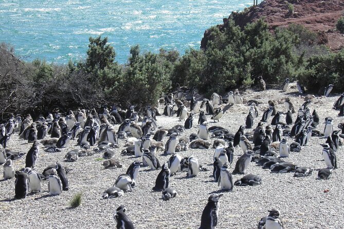 Punta Tombo for Cruises Walk Among Penguins - Good To Know