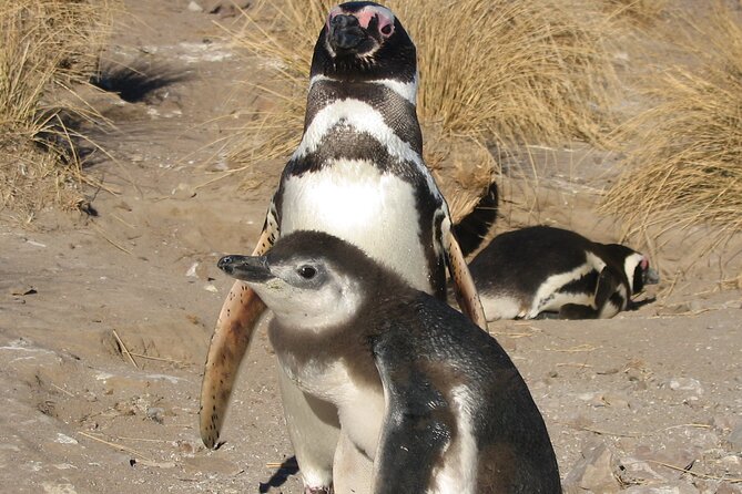 Punta Tombo Full Day Tour With Penguins - Good To Know