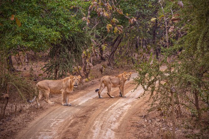 Rajkot to Gir National Park - Good To Know