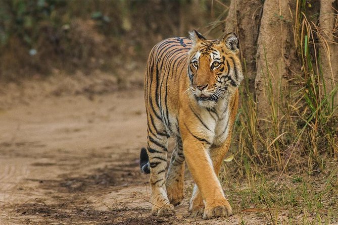 Ranthambore Full Day Safari With Private Car From Jaipur - Good To Know