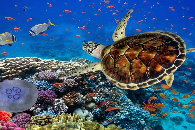 Ras Mohamed Nature Reserve Snorkeling Tour W/ White Island by Yacht - Good To Know