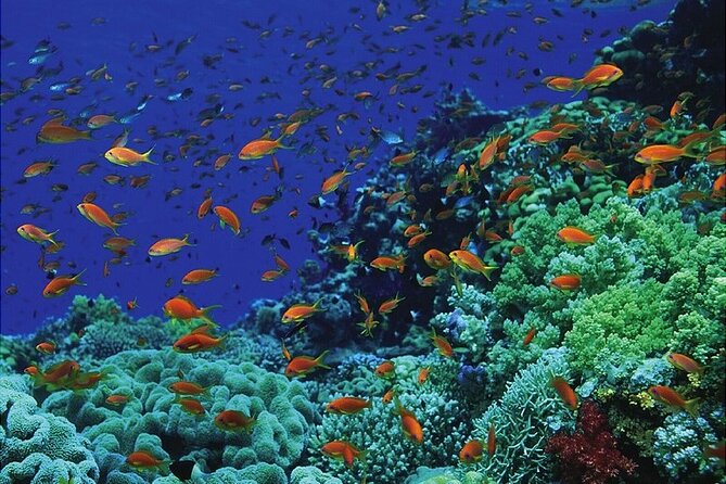 Ras Mohammed by Car One Day Tour From Dahab - Highlights of the Journey