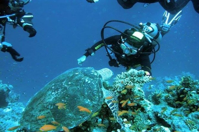 Ras Mohammed Snorkeling Tour by Boat - Good To Know