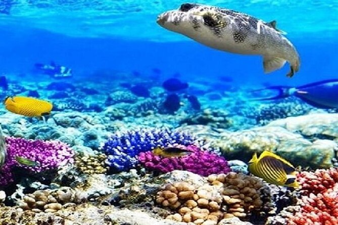 Ras Muhammad National Park: Snorkeling Tour With White Island - Good To Know