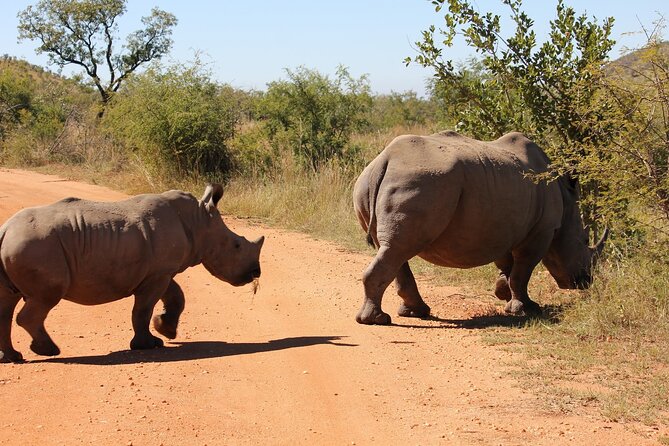 Rhino and Lion Park Safari Tour - Good To Know