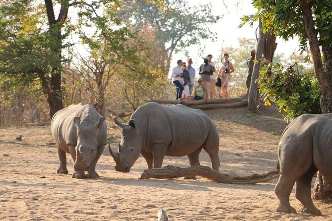 Rhino Walk and Safari Game Drive in Livingstone - Good To Know