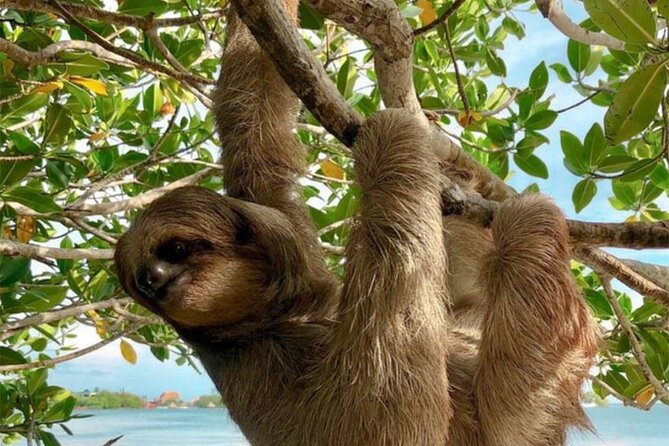 Roatan Half Day Wildlife Tour With Zipline and Beach - Good To Know