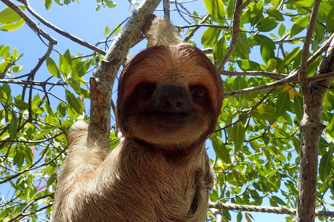 Roatan Iguana Park and Monkey/Sloth Park Sanctuary and Beach Stop - Good To Know