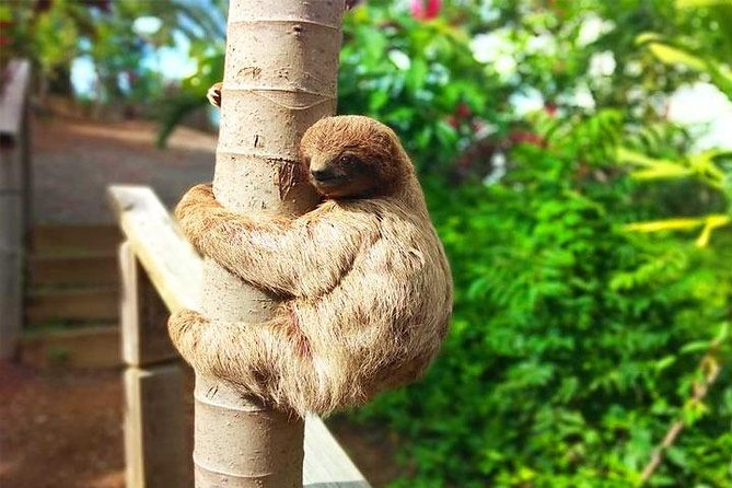 Roatan Las Palmas Beach Club, FREE Sloths & Monkey, Private Transportation - Good To Know