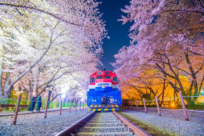 Romantic Jinhae Cherry Blossom Night Tour - Depart From Busan - Good To Know