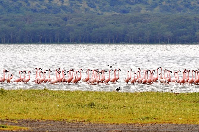 Romantic Tour in Nakuru - Good To Know