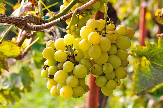 Rome to Frascati Gourmet Trip: Best of Castelli Romani Wine Food & Sightseeing - Good To Know