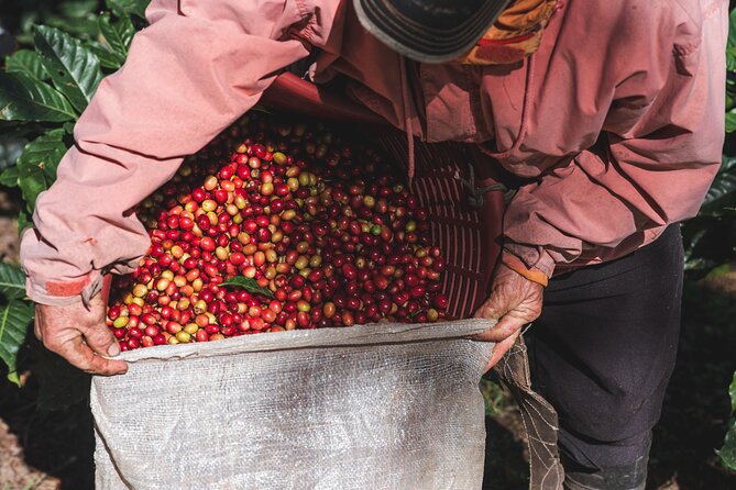 Rural Coffee Processes Inside the Forest With Night Tour - Good To Know