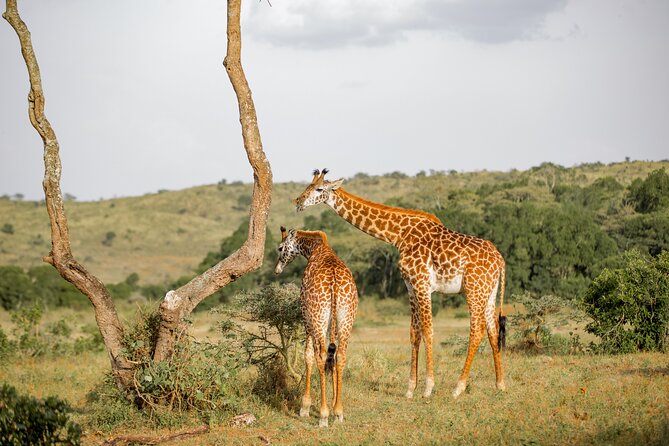 Saadani National Park Private Full Day Tour From Dar Es Salaam - Good To Know