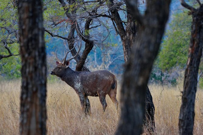 Safari in Bandhavgarh, Kanha, Pench & Tadoba National Parks - Good To Know