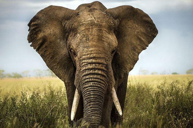 Safari in Selous From Zanzibar: 04 Night 05 Days Safari – Full Board - Good To Know