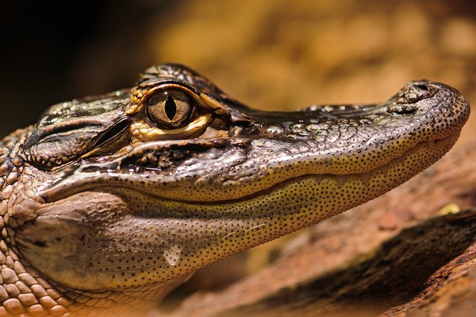 Safari in Selous Game Reserve From Zanzibar: 03 Night 04 Day Safari – Full Board - Good To Know
