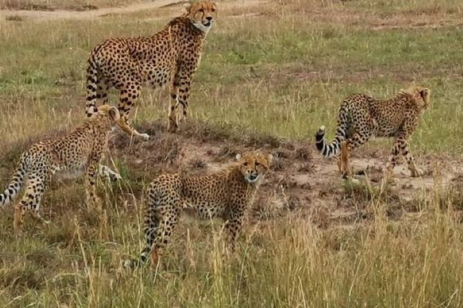 Safari to Amboseli National Park Group Day Tour - Good To Know