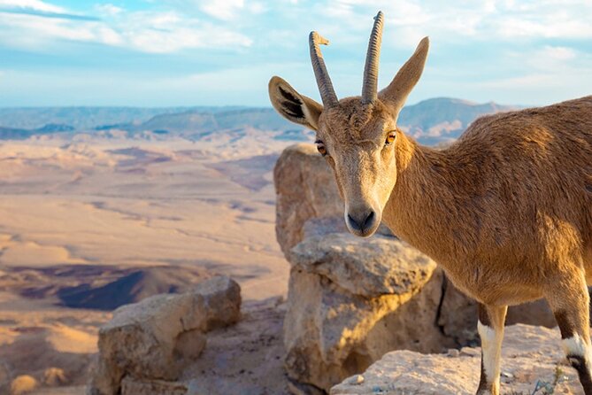 Safari Tour to Wadi El Gemal Desert Expedition in Marsa Alam