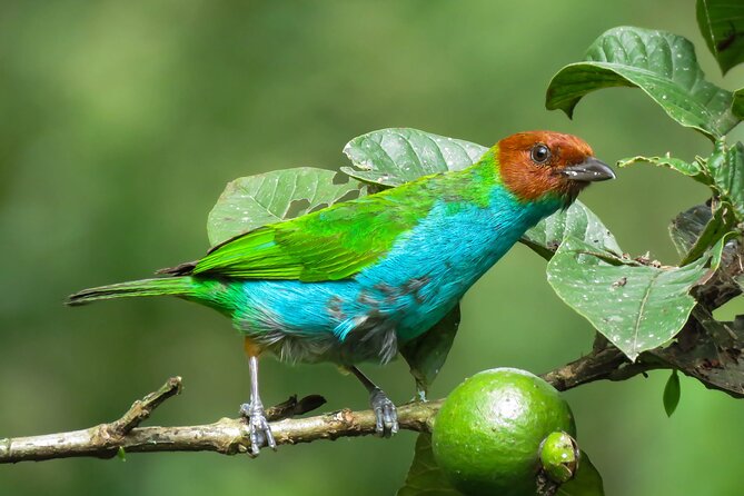 Salento: Birding by the River - Good To Know