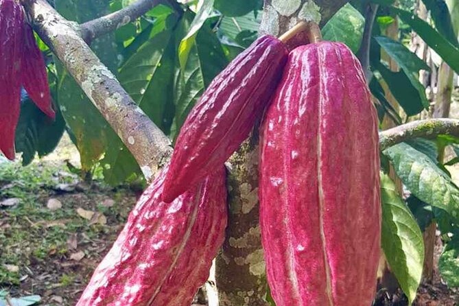 Salento to Viterbo for a Coffee, Cacao, and Panela Full Day Tour - Good To Know