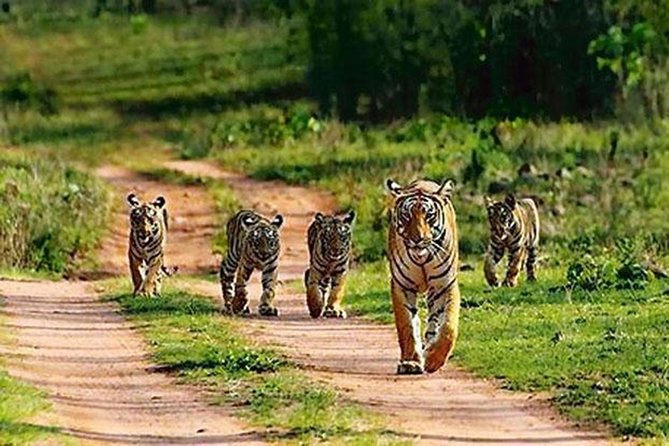Sariska Wild Life Tour By Private Car With Jungle Safari Gypsy - Good To Know