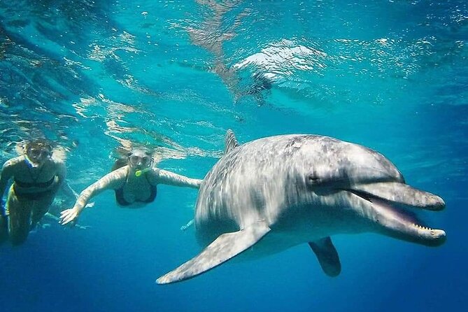 Satayeh Reef Swim With Dolphin and Snorkeling Sea Trip -Marsa Alam - Good To Know