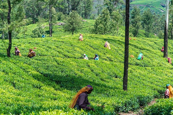 Scenic Train Ride Ella To Horton Plains National Park And Drop Nuwara Eliya