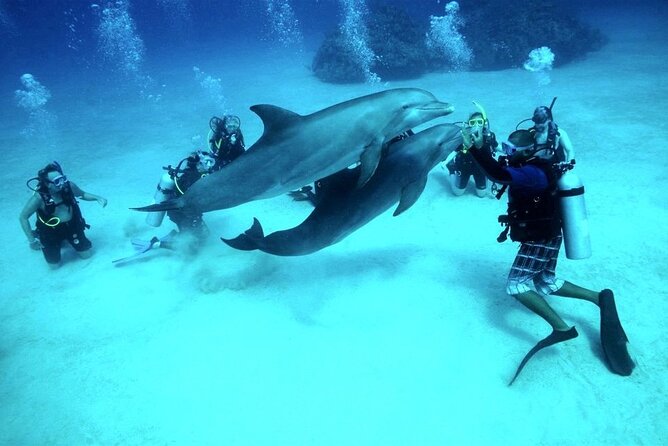 Scuba Diving Open Water PADI Course, Diving Licence Fees – Sharm El Sheikh