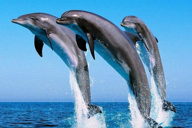 Sea Trip (Dolphin House)