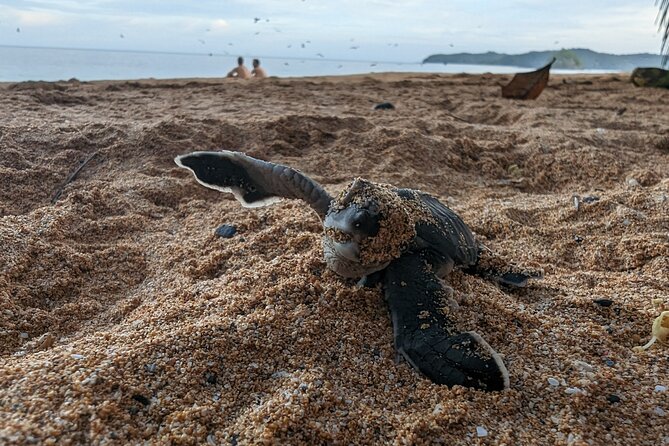 Sea Turtles Observation Package (2 Activities + Dinner)