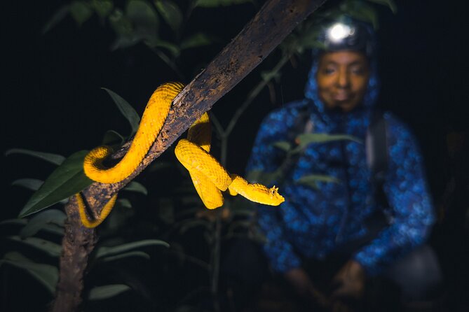 Secret Night Walk in Tortuguero - Good To Know