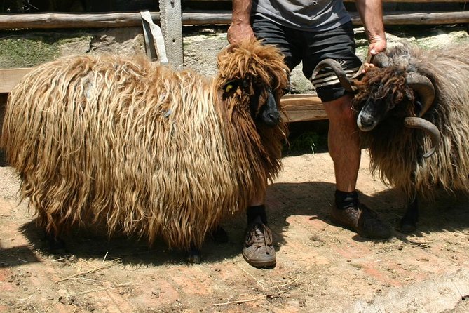 Seeing Unique Bulgarian Breeds of Pets and Privately Tasting Organic Products - Exploration at Center of Large Predators
