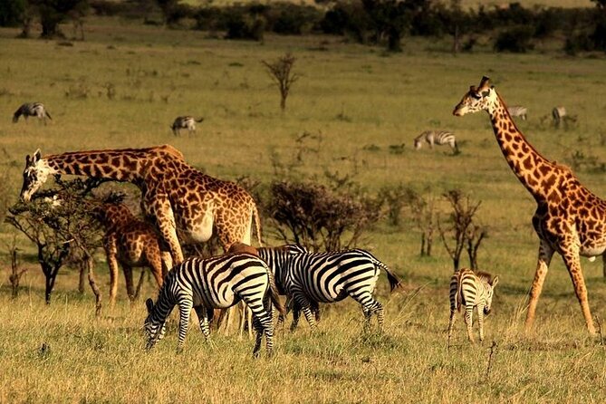 Serengeti National Park Camping Safari in Tanzania Multi Day Tour - Good To Know