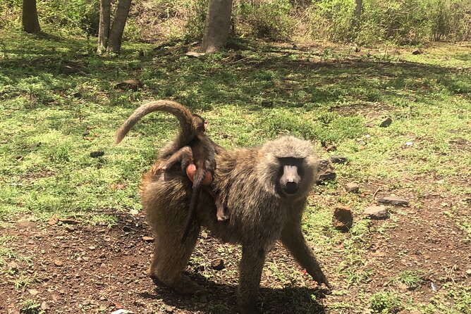 Shared Safari Walking Tour in Naivasha With Boat Ride - Good To Know